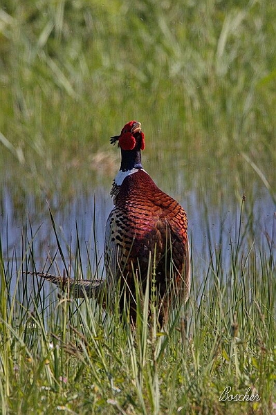 Faisan  de Colchide....jpeg